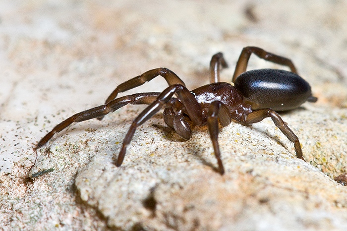 Trachyzelotes sp.